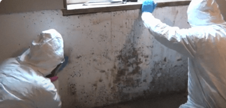 Urgent Mold Removal San Antonio
