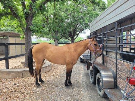 Bracken Equine Clinic