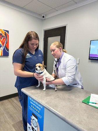 Great Northwest Animal Hospital