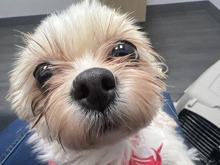 VCA Animal Hospitals Urgent Care - Northwest San Antonio