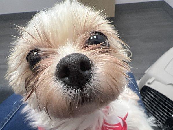 VCA Animal Hospitals Urgent Care - Northwest San Antonio
