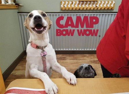Camp Bow Wow Stone Oak