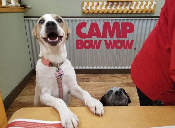 Camp Bow Wow Stone Oak