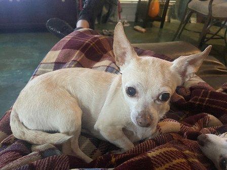 Animal Cancer Center of Texas