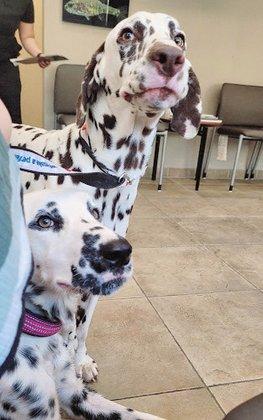 South Texas Veterinary Ophthalmology