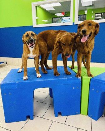 Hounds Town - San Antonio Northeast
