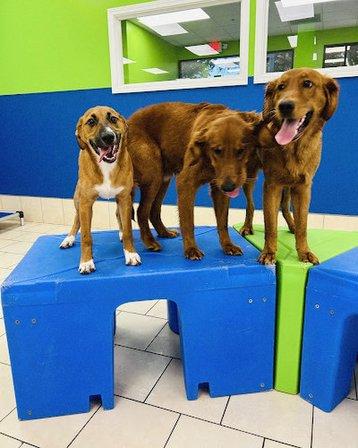 Hounds Town - San Antonio Northeast