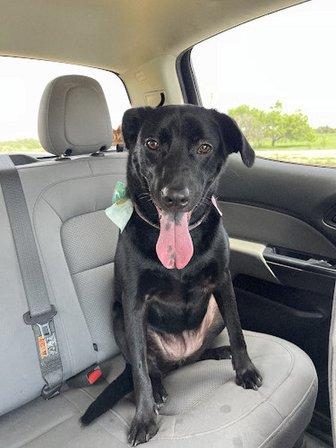 Blue Oaks Pet Ranch