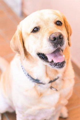 4 Luv N Care Pet Sitting LLC