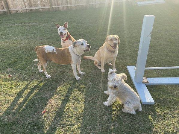 Perros and People