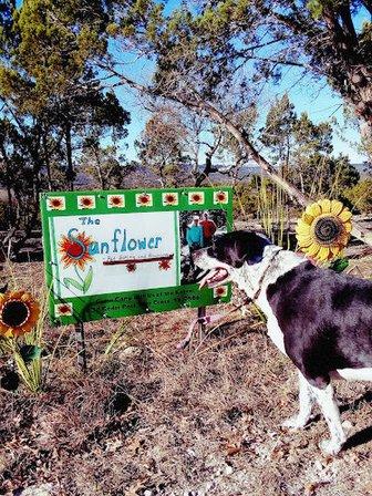 The Sunflower Pet Sitting and Boarding