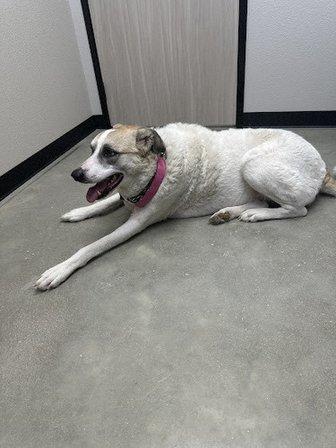 West Bexar Veterinary Clinic