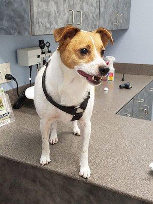 Boerne Stage Veterinary Clinic