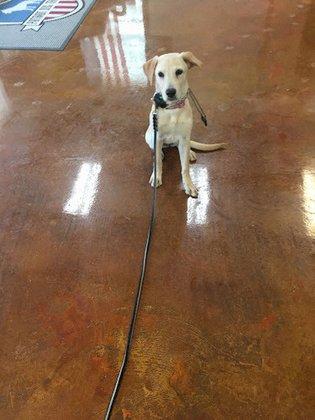 Patriot Dog Training