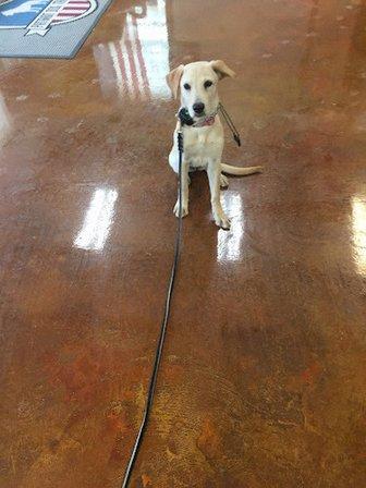 Patriot Dog Training