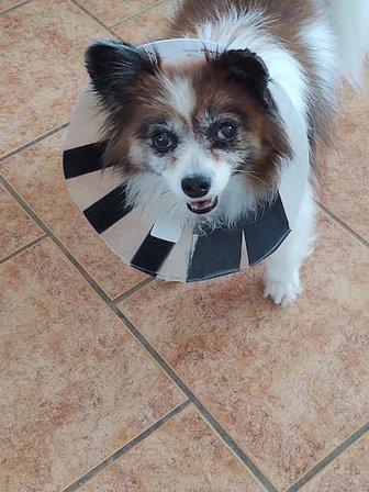 Herbst Veterinary Hospital