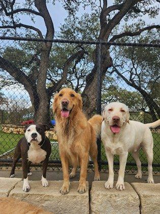 The Wagmore Pet Resort