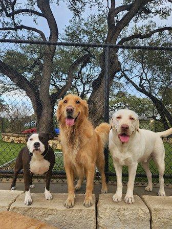 The Wagmore Pet Resort