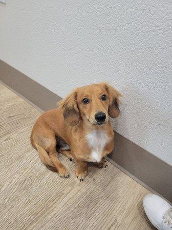Borgfeld Animal Hospital