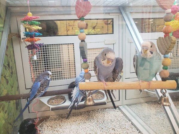 PetSmart Grooming