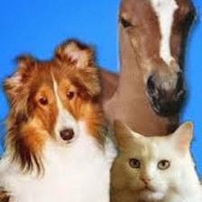 Lindsy's Pet Services: Pet Sitting & Pet Resort