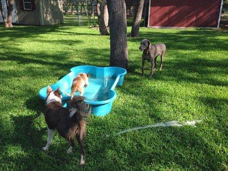 Lindsy's Pet Services: Pet Sitting & Pet Resort