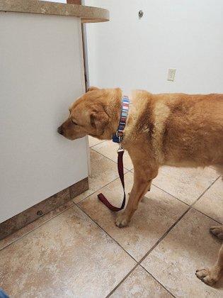 Country Hills Veterinary Clinic