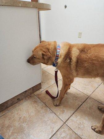 Country Hills Veterinary Clinic