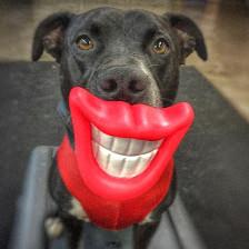 Sit Means Sit Dog Training