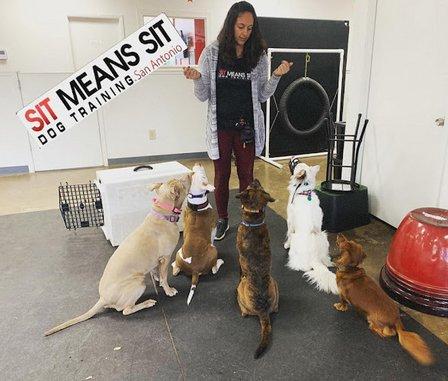 Sit Means Sit Dog Training