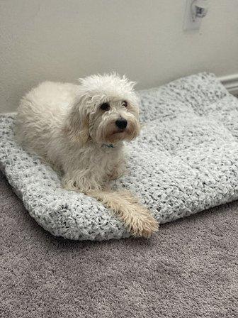 Linwoodd Grooming + Pet Resort