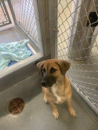 San Antonio Pets Alive
