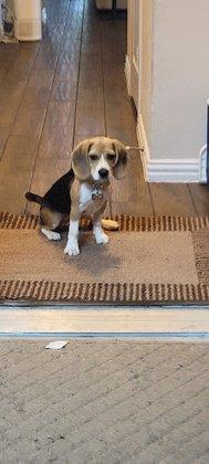 PAWSitive Solutions Dog & Puppy Training, LLC