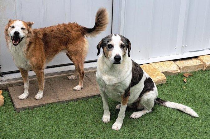 Paw Print Pet Resort