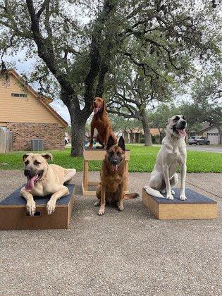 Ivy League Canine Academy