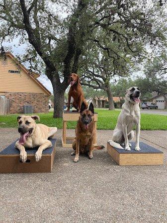 Ivy League Canine Academy