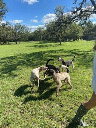 Sunny Oaks Pet Resort