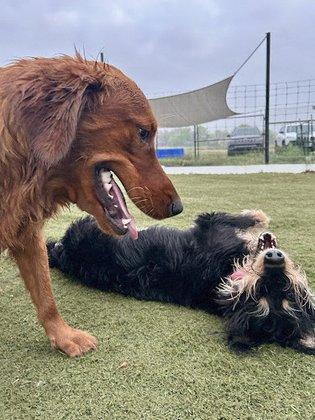 Heart of Texas Dog Ranch