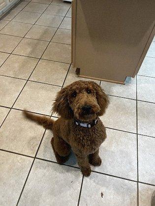 Pawsitively Platinum Pet Care