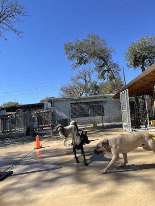 Austin Dog Boarding and Daycare