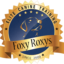 Foxy Roxys Doggy Day Out