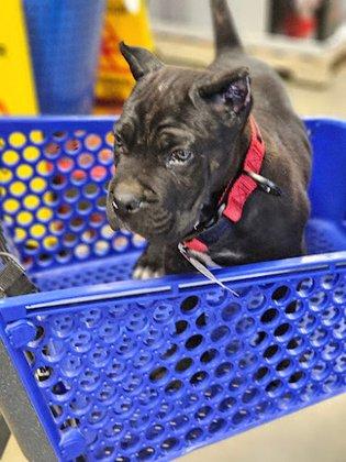 PetSmart Grooming