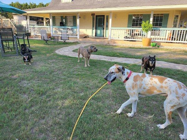 K9 Play and Train, LLC