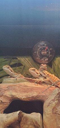 PetSmart Grooming