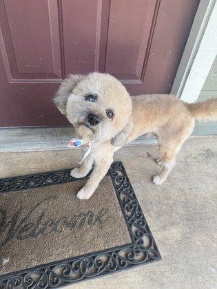 Groovy Tails Dog Spaw