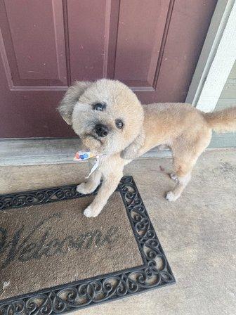 Groovy Tails Dog Spaw