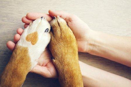 Good Life Pet Sitting-Stress Free in home care