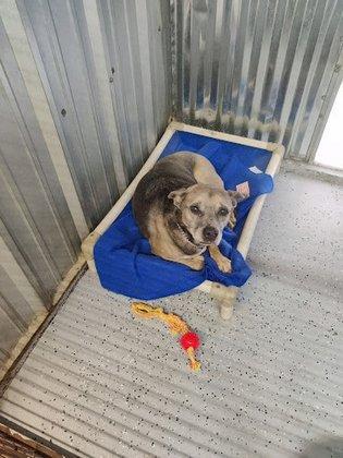 Paws Ranch Rescue & Animal Sanctuary