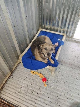 Paws Ranch Rescue & Animal Sanctuary