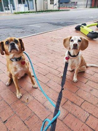 WOOF Pet Care Services
